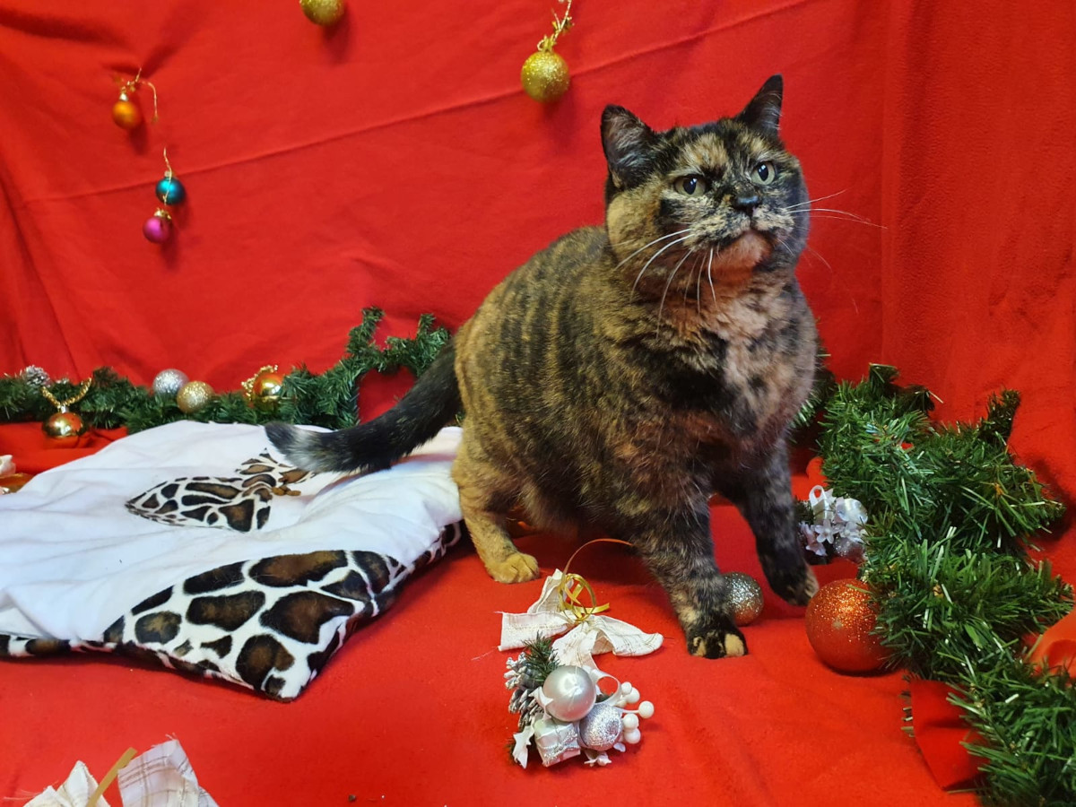 weihnachten