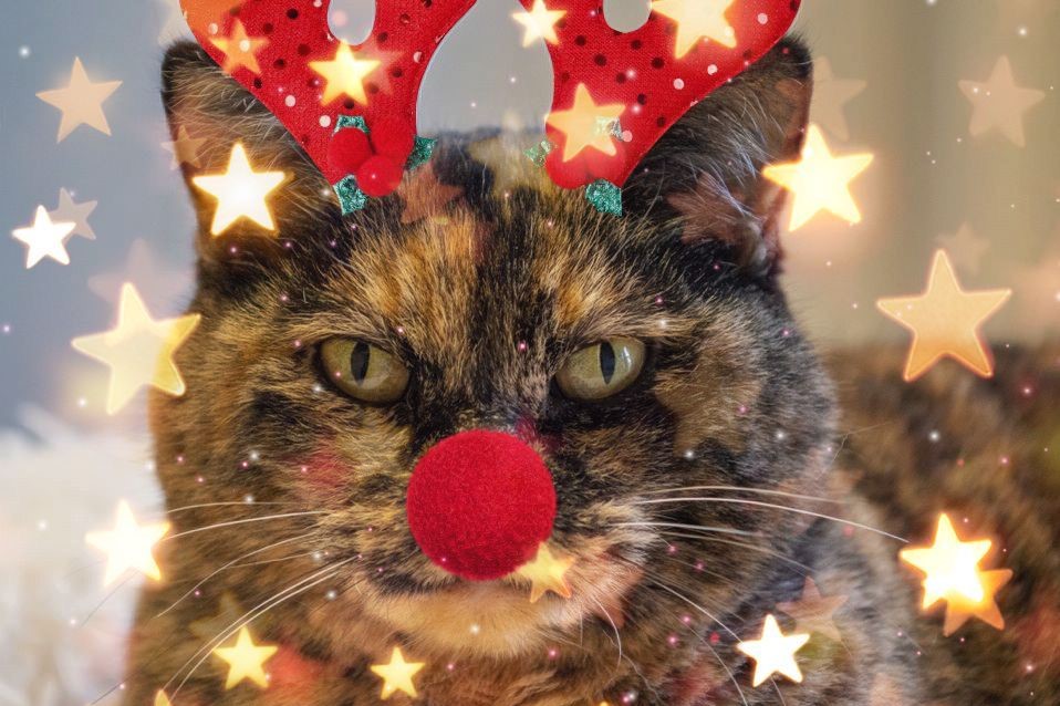 Cookie-Weihnachten