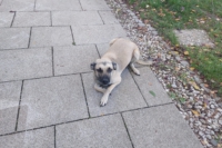 Frodo – Tierheim Starnberg